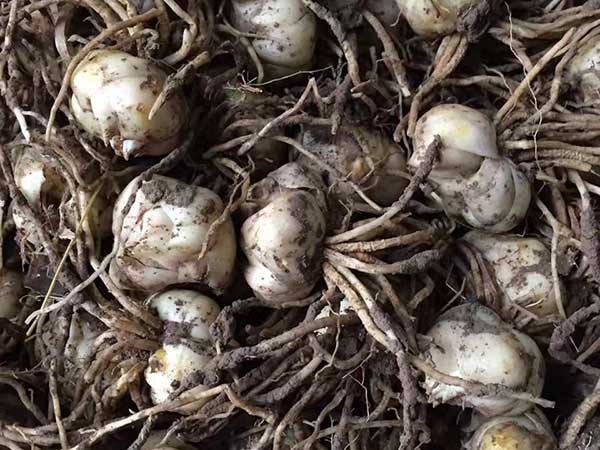 國產進口百合花種球一代二代 國產進口百合花種球一代二代