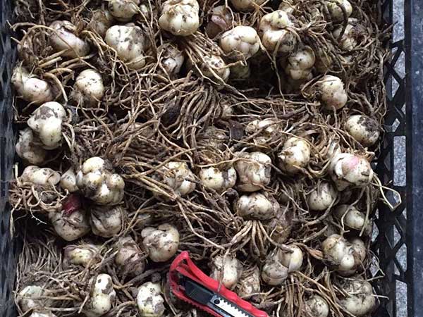 國產進口百合花種球一代二代 國產進口百合花種球一代二代