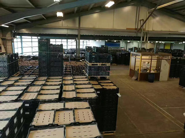 國產進口百合花種球一代二代 國產進口百合花種球一代二代