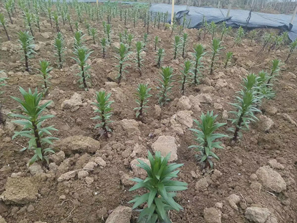 植物百合花苗 植物百合花苗