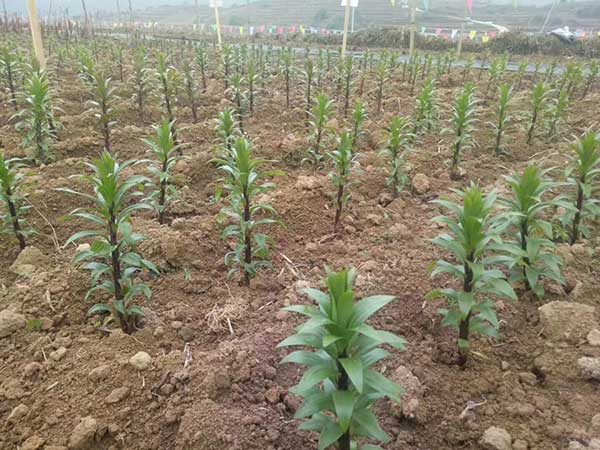 植物百合花苗 植物百合花苗