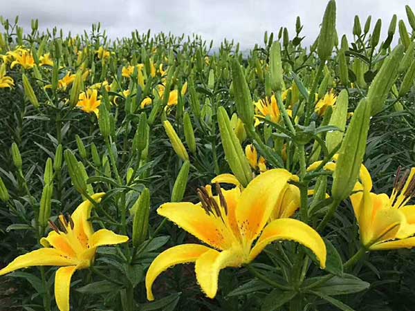 植物百合花苗 植物百合花苗