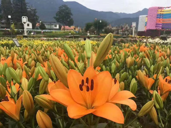 植物百合花苗 植物百合花苗