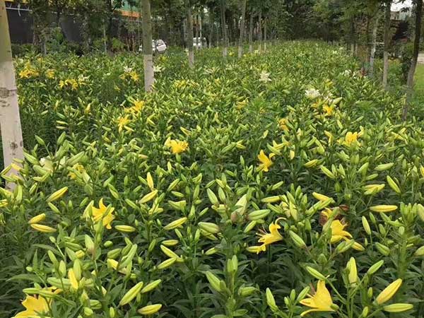 植物百合花苗 植物百合花苗