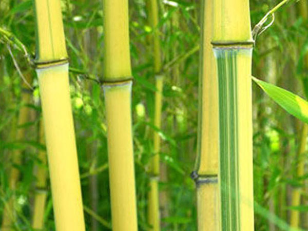 黃槽竹竹苗