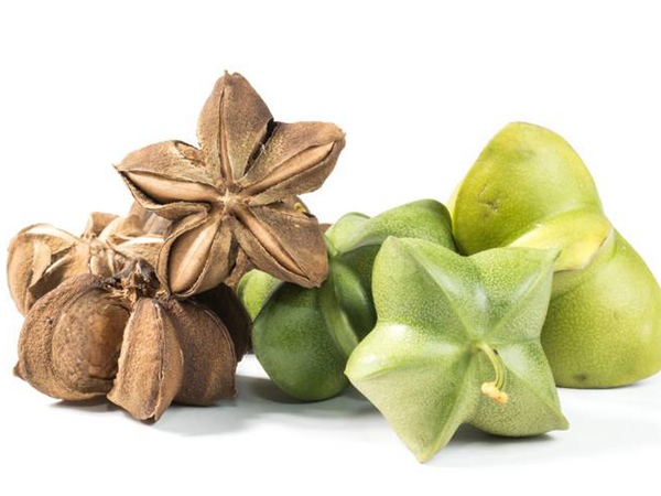 印加果種子多少錢一斤,印加果種子批發價格 印加果種子多少錢一斤,印加果種子批發價格