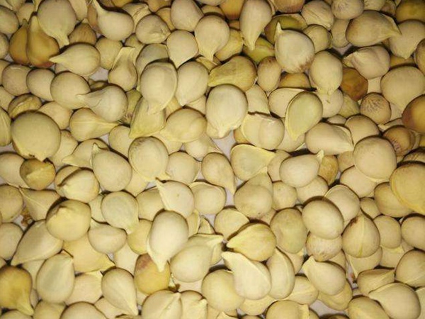 香橙種子 香橙種子