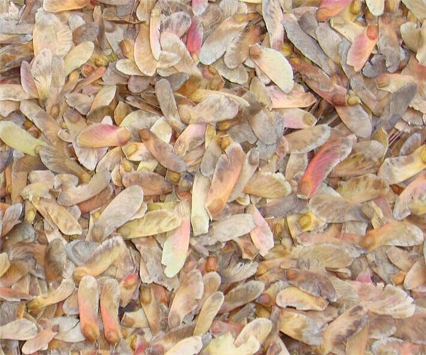 九角楓種子 九角楓種子