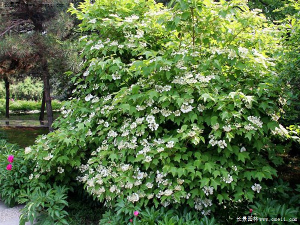 天目瓊花 天目瓊花