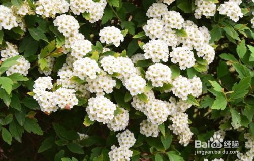 繡線菊怎么養護最合適呢？