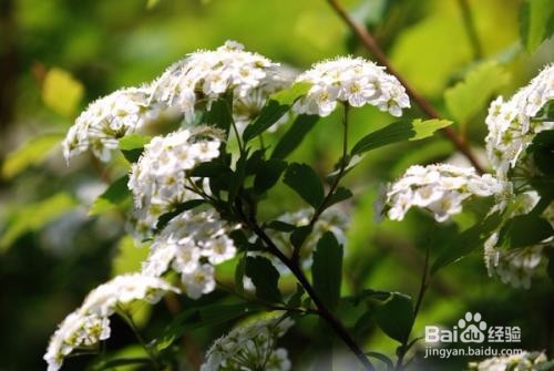 繡線菊怎么養護最合適呢？