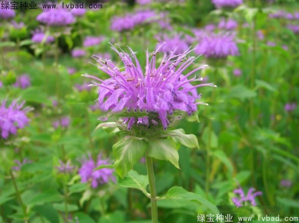 美國(guó)薄荷種子