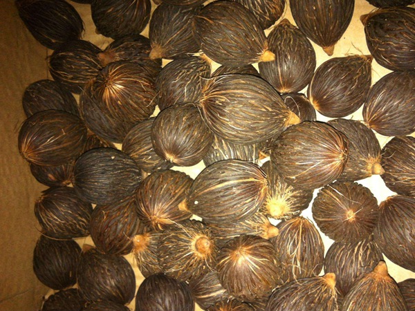 狐尾椰種子 狐尾椰種子