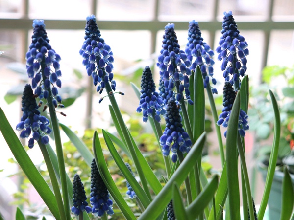 葡萄風(fēng)信子