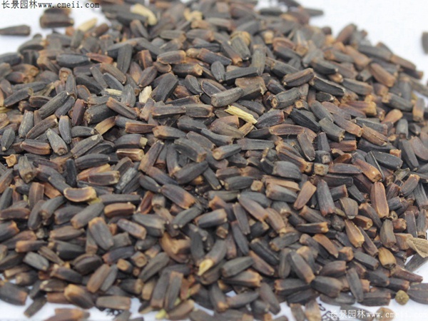 堆心菊種子 堆心菊種子