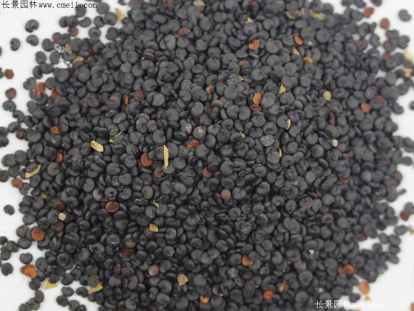 肥皂草種子 肥皂草種子