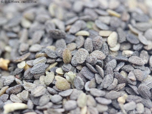 芝櫻種子 芝櫻種子