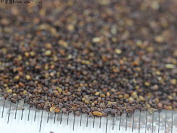 紅色虞美人種子 紅色虞美人種子