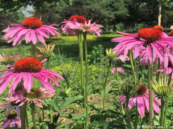 紫松果菊 紫松果菊