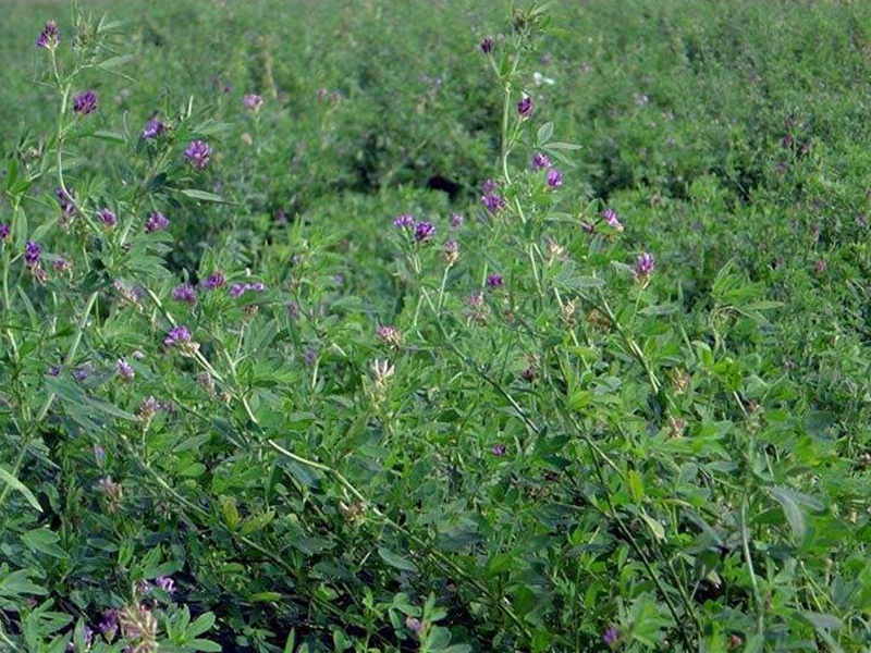 進口苜蓿 進口苜蓿