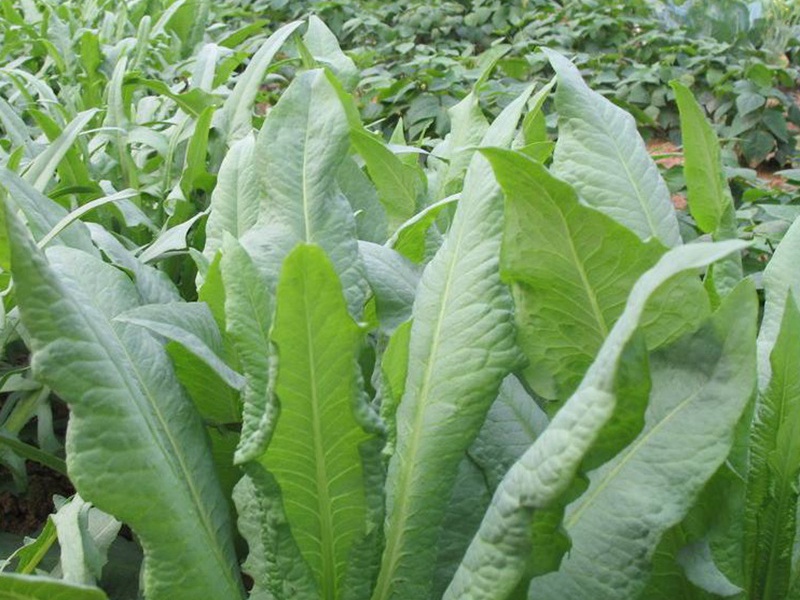 飼用苦荬菜 飼用苦荬菜