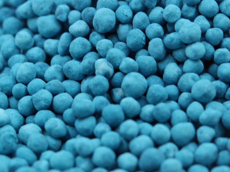 包衣馬蹄金種子 包衣馬蹄金種子