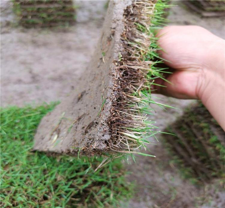 1647536967550677.jpg 1647536967550677.jpg