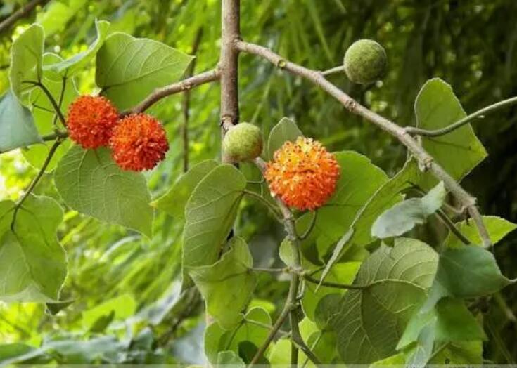 1649039635541902.jpg 1649039635541902.jpg