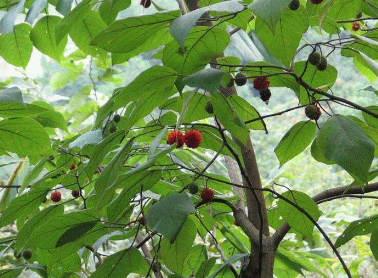 1649039635623789.jpg 1649039635623789.jpg