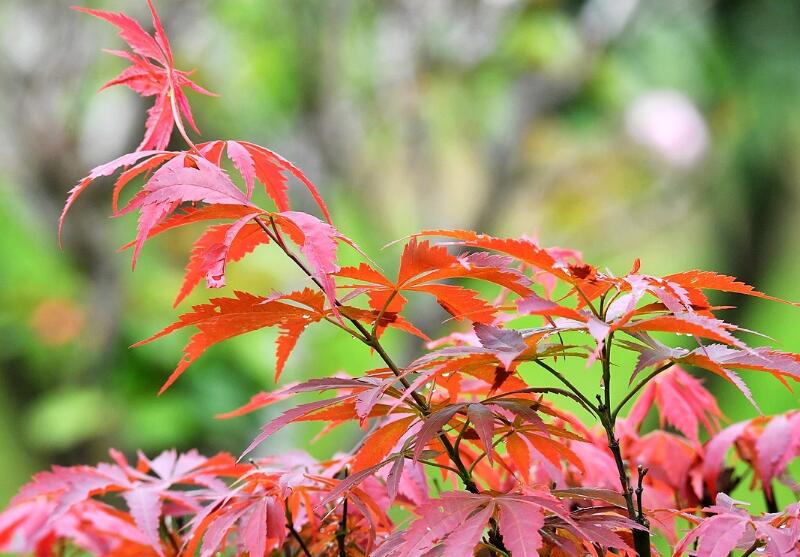 1649042890768726.jpg 1649042890768726.jpg