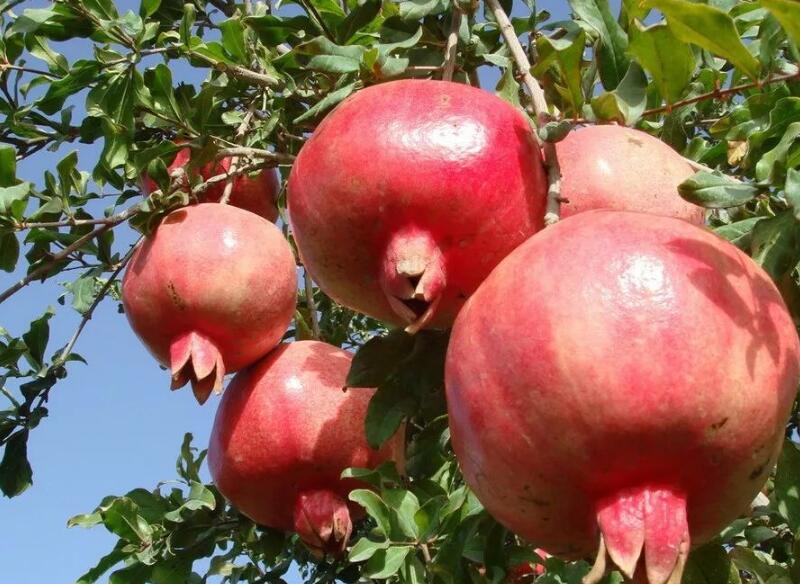 1649043586380670.jpg 1649043586380670.jpg