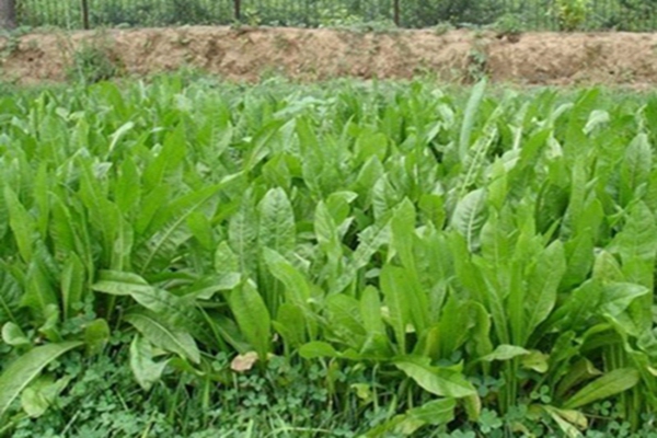 1651543174197900.jpg 1651543174197900.jpg