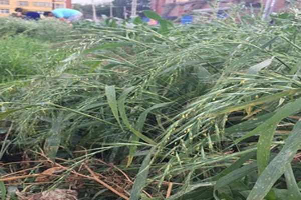 1653799400607305.jpg 1653799400607305.jpg