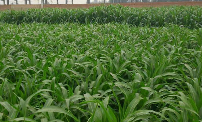 1653801023551858.jpg 1653801023551858.jpg