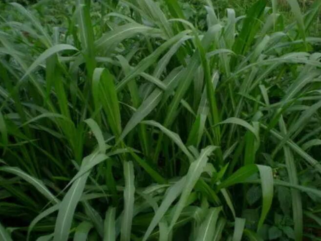 1654495933936018.jpg 1654495933936018.jpg