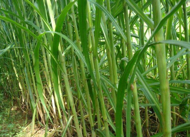 1654496362739906.jpg 1654496362739906.jpg