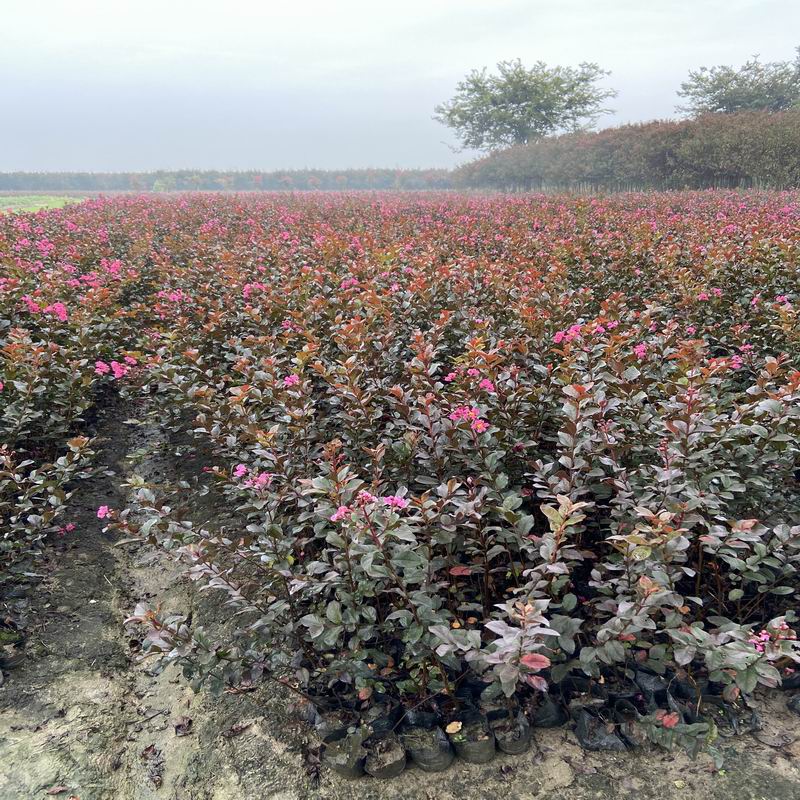 長(zhǎng)景園林矮紫薇 長(zhǎng)景園林矮紫薇