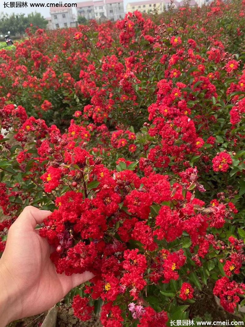 長(zhǎng)景園林矮紫薇 長(zhǎng)景園林矮紫薇