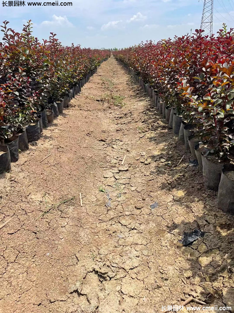 長(zhǎng)景園林矮紫薇 長(zhǎng)景園林矮紫薇