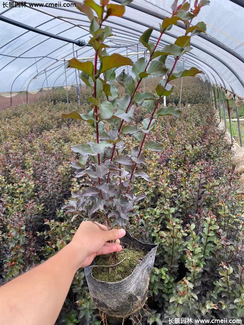 長(zhǎng)景園林矮紫薇 長(zhǎng)景園林矮紫薇