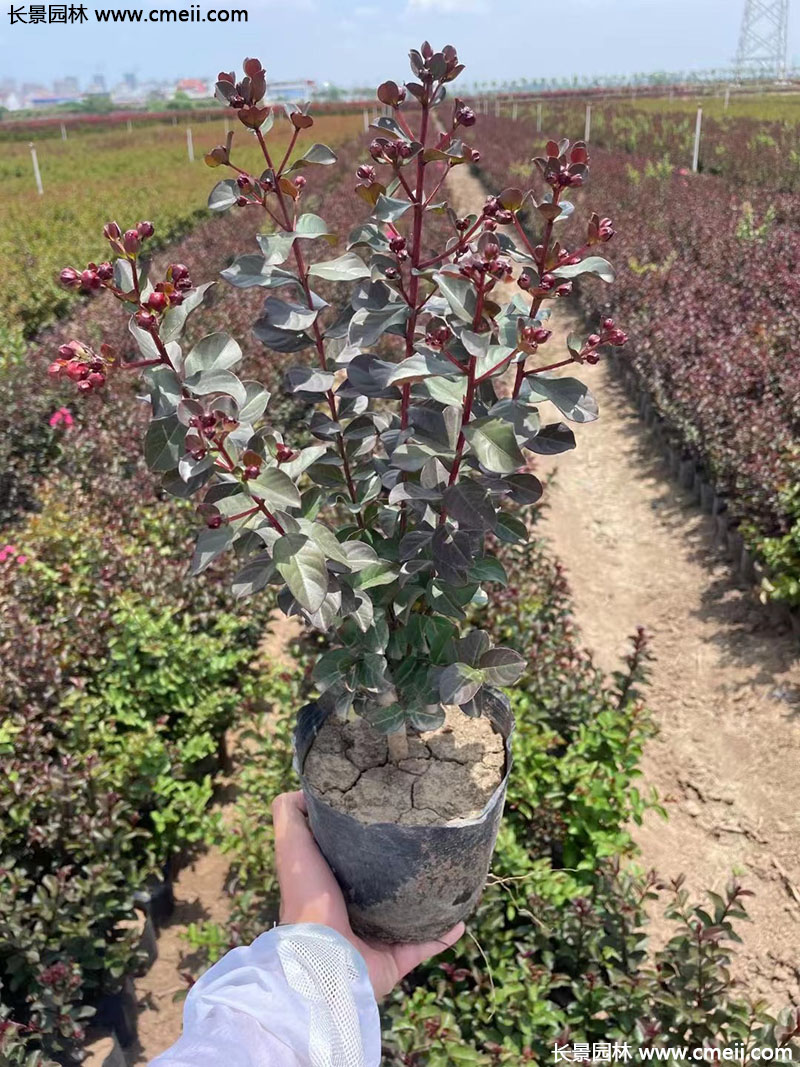 長(zhǎng)景園林矮紫薇 長(zhǎng)景園林矮紫薇