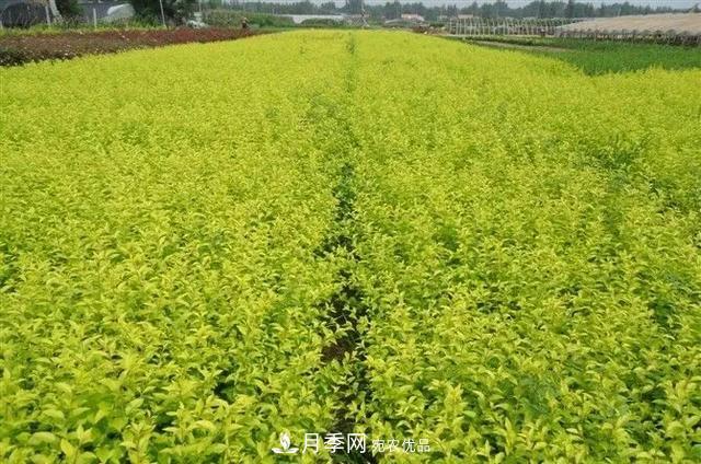 值得收藏！這些全國(guó)著名苗木產(chǎn)地你知道幾個(gè)？