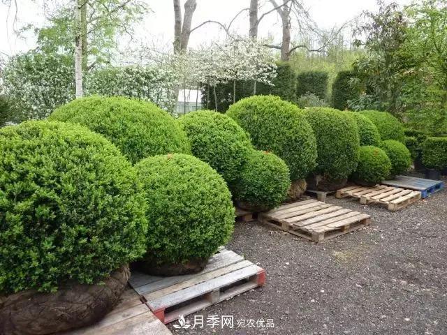 值得收藏！這些全國(guó)著名苗木產(chǎn)地你知道幾個(gè)？