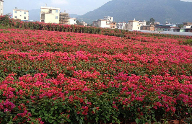 三角梅多少錢一盆?2020年最新三角梅小苗價格行情