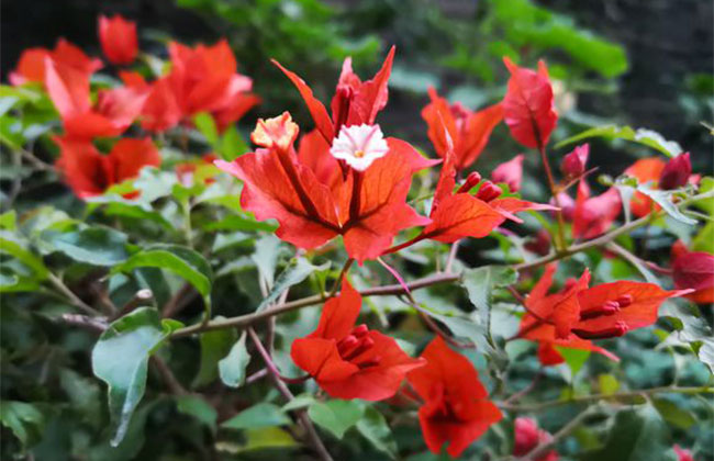 三角梅多少錢一盆?2020年最新三角梅小苗價格行情