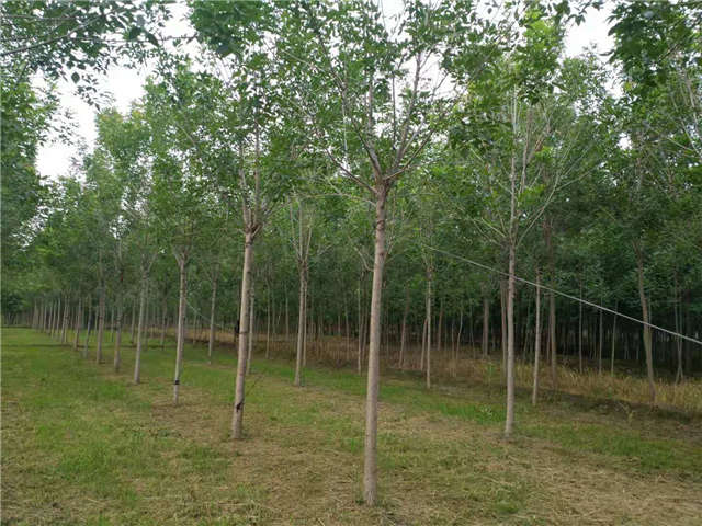 沭陽(yáng)長(zhǎng)景園林速生白蠟種植基地實(shí)拍圖片