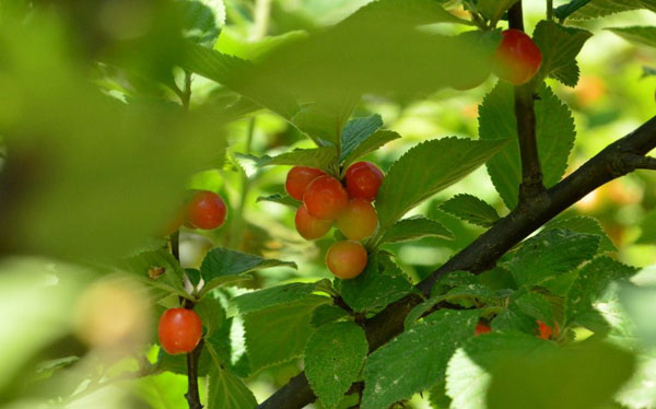 櫻桃樹果期管理