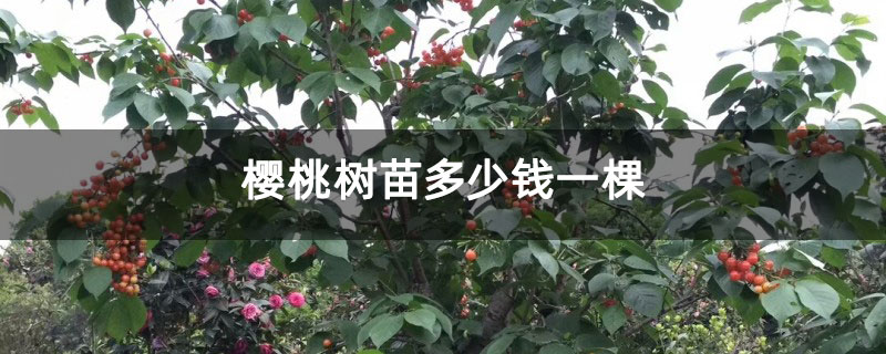 櫻桃樹苗多少錢一棵