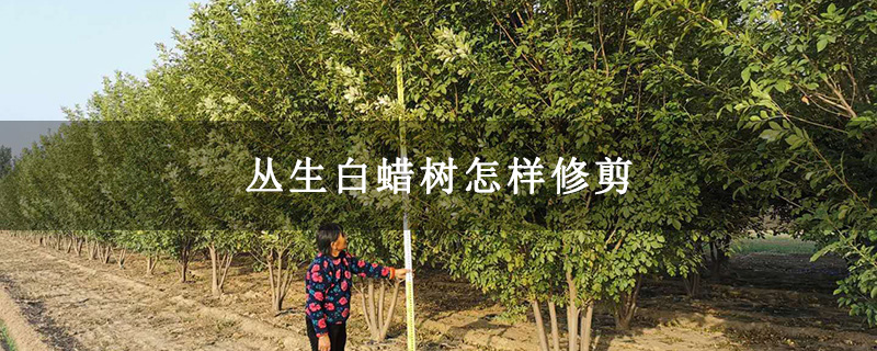 叢生白蠟樹怎樣修剪