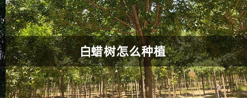 白蠟樹(shù)怎么種植